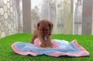 Adorable Cavalier King Charles Spaniel and Poodle Mix Poodle Mix Puppy