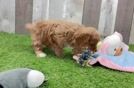 Playful Cavapoodle Poodle Mix Puppy
