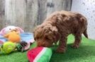 Mini Goldendoodle Puppy for Adoption
