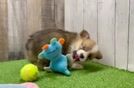 Playful Pembroke Welsh Corgi Purebred Pup