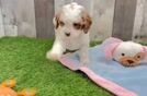 Cute Cavapoo Baby