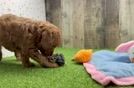 Meet Artemis - our Mini Goldendoodle Puppy Video