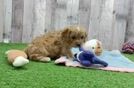 Cavapoo Puppy for Adoption