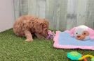 Popular Cavapoo Poodle Mix Pup