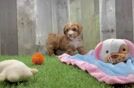 Friendly Poochon Baby