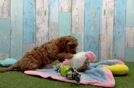 Cavapoo Pup Being Cute
