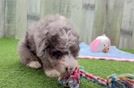 Petite Toy Poodle Purebred Puppy