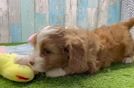 Cavapoo Puppy for Adoption