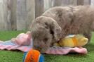 Popular Mini Aussiedoodle Poodle Mix Pup