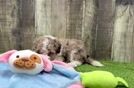 Hypoallergenic Sheep a Poo Poodle Mix Puppy