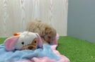 Maltipoo Puppy for Adoption