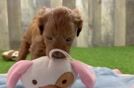 Playful Mini Groodle Poodle Mix Puppy