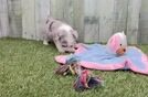 Cute Aussiechon Baby