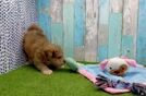 Meet Jackie - our Mini Pomskydoodle Puppy Video