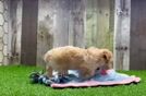 Friendly Poochon Baby