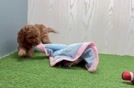 Meet Judith - our Mini Irish Doodle Puppy Video