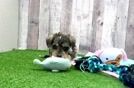 Cute Mini Schnoodle Baby