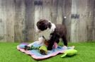 Best Mini Sheepadoodle Baby