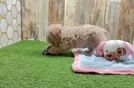 Hypoallergenic Moodle Poodle Mix Puppy