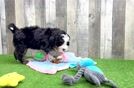 Best Mini Bernedoodle Baby