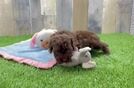 Adorable Cocker Doodle Poodle Mix Puppy