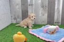 Popular Maltipoo Poodle Mix Pup