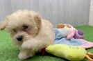 Maltipoo Puppy for Adoption