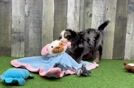 Mini Bernedoodle Puppy for Adoption