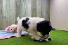 Energetic Bichpoo Poodle Mix Puppy