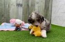 Mini Aussiedoodle Pup Being Cute