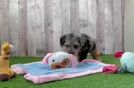 Meet Barney - our Mini Schnoodle Puppy Video