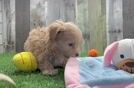 Meet Adolfo - our Maltipoo Puppy Video