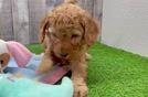 Cavapoo Puppy for Adoption