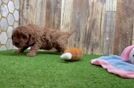 Meet Iggy - our Cavapoo Puppy Video