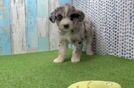 Cute Mini Huskydoodle Poodle Mix Pup