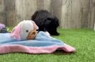 Havapoo Puppy for Adoption