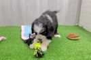 Mini Bernedoodle Pup Being Cute