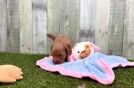 Best Cavapoo Baby