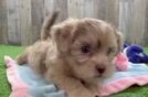 Best Shih Poo Baby