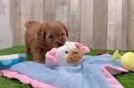 Meet Malibu - our Mini Goldendoodle Puppy Video