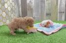 Playful Multipoo Poodle Mix Puppy