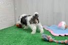 Little Shihpoo Poodle Mix Puppy