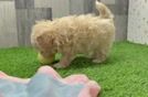 Little Malt Oodle Poodle Mix Puppy