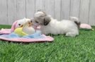 Havachon Puppy for Adoption