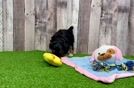 Best Mini Aussiedoodle Baby