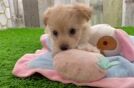 Petite Maltipoo Poodle Mix Pup