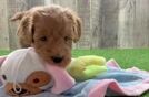 Cute Mini Goldendoodle Baby