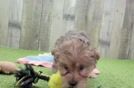 Yorkie Poo Pup Being Cute