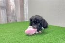 Playful Bichpoo Poodle Mix Puppy