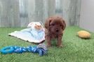 Cavapoo Puppy for Adoption